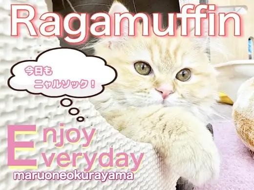 【 ラガマフィン 】右よーし！左よーし！今日もお気に入りの場所からニャルソック！