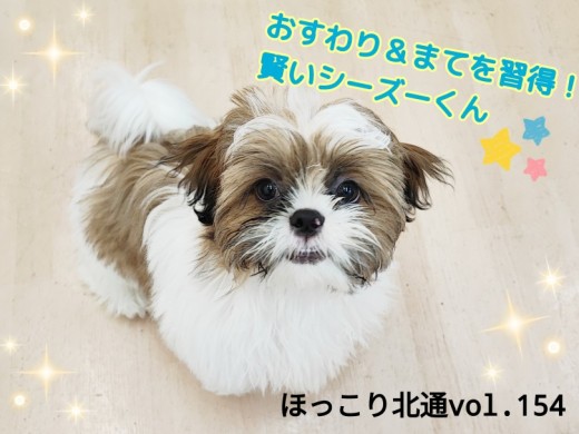 【 ほっこり北通Vol.154 】おすわり＆まてを習得！愛嬌たっぷりシーズーくん