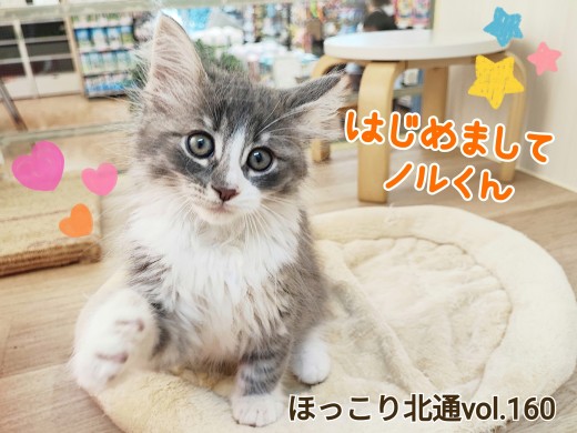 【 ほっこり北通vol.160 】人馴れも環境馴れも抜群なノルウェージャンくん