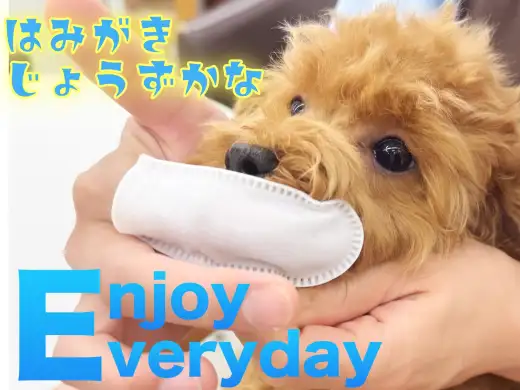 【 トイプードル 】歯が抜けたぷーこちゃん！歯磨きトレーニングスタート！