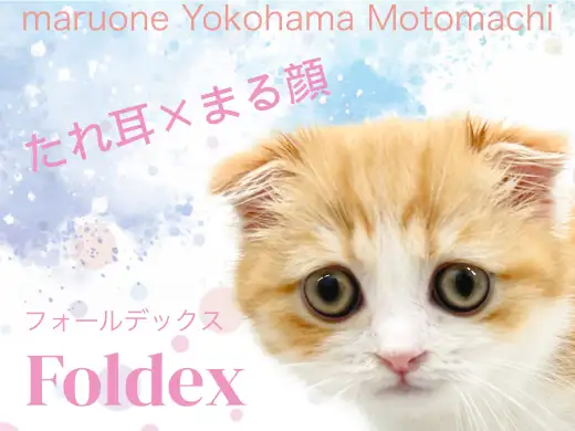 【 フォールデックス 】スコ×エキゾの希少種！魅力凝縮のたれ耳王子登場！