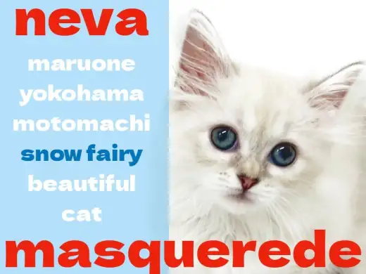【 ネヴァマスカレード 】希少猫！ブルーリンクスポイントの雪の妖精登場！