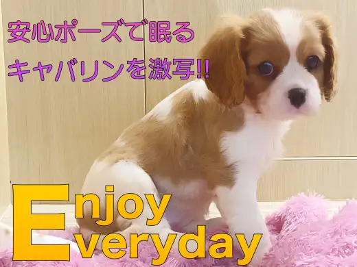 【 キャバリア 】お店に仲間入りして4日目！可愛い寝姿を激写！