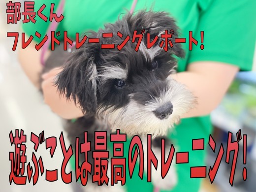 【 フレンドトレーニング 】ワンちゃんの社会性を育てる！卒業生レポ！！