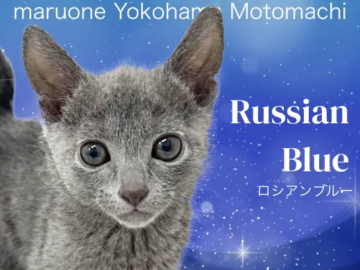 【 ロシアンブルー 】その時々で多くの顔を魅せるロシブルちゃん！