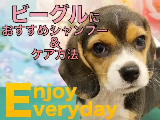 【 ビーグル 】ビーちゃんとの生活をもっと快適に！おすすめシャンプー＆ケア方法！