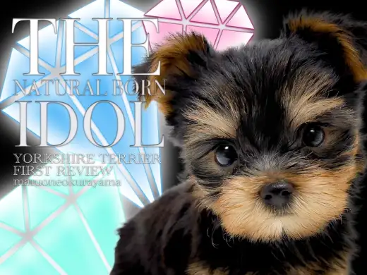 【 ヨークシャーテリア 】小さな冒険家！おめめキラキラなヨーキーガール！