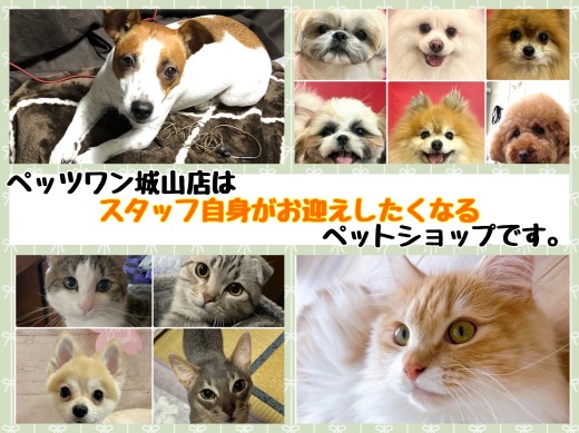 【 4組の犬猫のいる生活紹介 】スタッフが思わずお迎えしたくなる城山店
