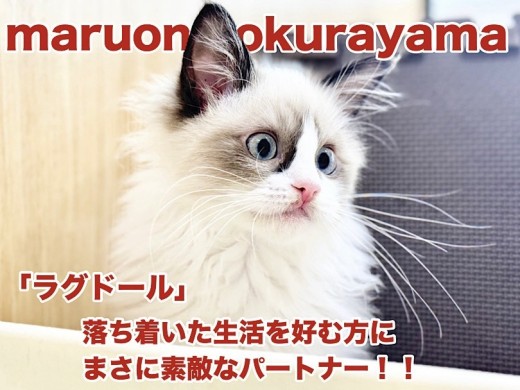 【 ラグドール 】ゆったりとした時間を過ごしたい方におすすめしたいプリンセス！