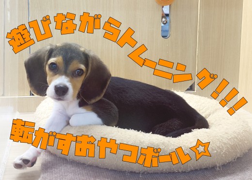 【 ビーグル 】遊びながらトレーニング！転がすおやつボールのススメ！！