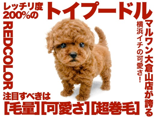【 トイプードル 】濃厚さ桁違いの燃えるようなレッドカラーのハイスペ男子！
