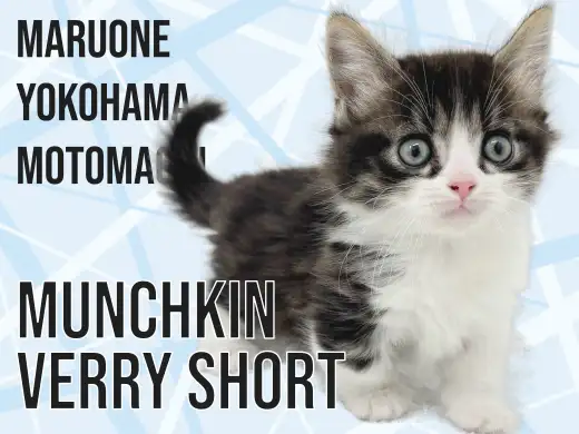 【 マンチカン 】短足×長毛！横浜元町の心に寄り添うマンチちゃん！