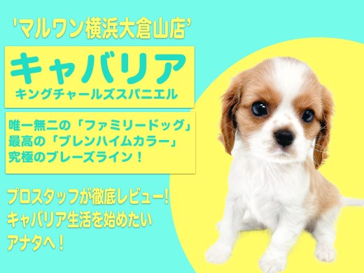 【 キャバリア 】最高の家庭犬代表！家族の絆をもっと深めるキャバちゃん！