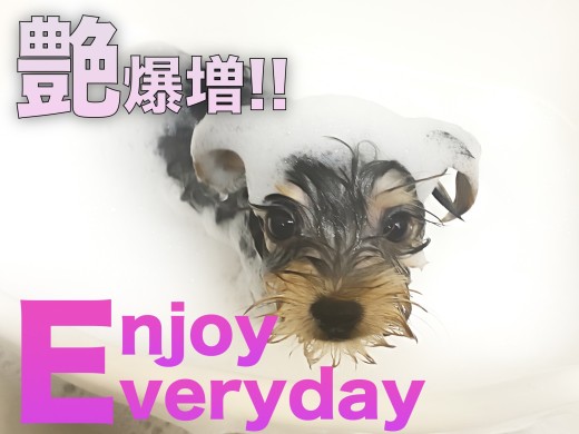 【 ヨークシャーテリア 】初シャンプーで艶爆増！！水も滴る良いヨーキー！