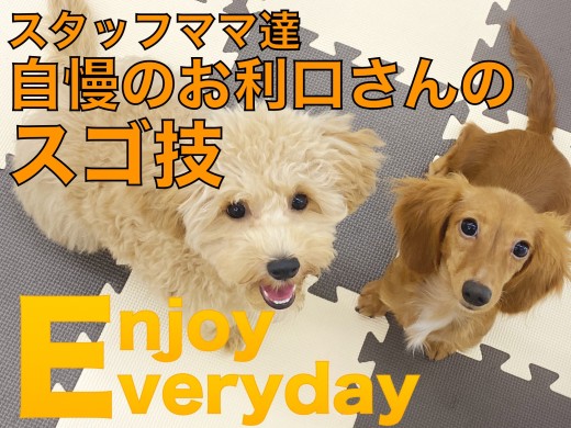 【 ダックス＆マルプー 】社交性・社会性トップクラスの先輩たちのスゴ技！