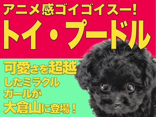 【 トイプードル 】アニメの世界から飛び出してきたミラクルガール！