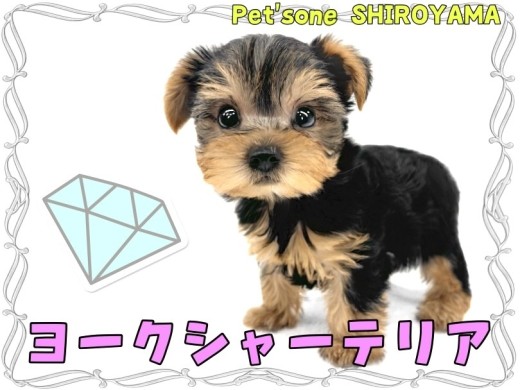 【 ヨークシャーテリア 】被毛が美しい動く宝石!人馴れ抜群のヨーキーちゃん