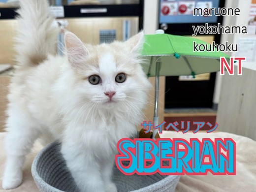 【 サイベリアン 】サイベリアンくんBlog第2弾、成長記録!