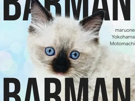 【 バーマン 】横浜元町で出会う神秘の猫は、理想的なファミリーキャットでした！