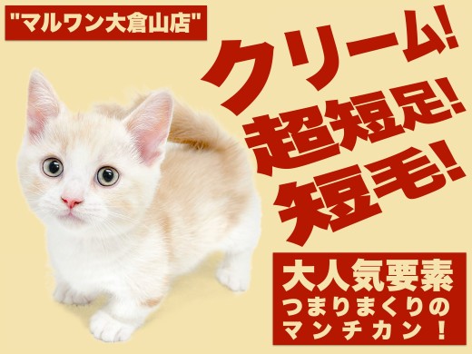 【 マンチカン 】コミカルな動きと温かな毛色の短足王子様は究極の甘えん坊！