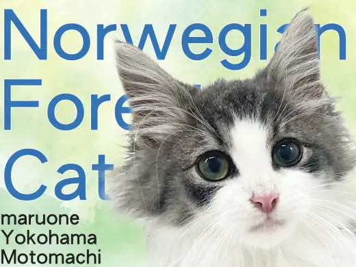 【 ノルウェージャンフォレストキャット 】横浜元町に美しすぎるノルちゃん登場！