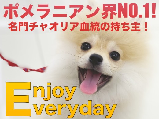 【 ポメラニアン 】ポメラニアン界NO.1！名門チャオリア血統の持ち主！