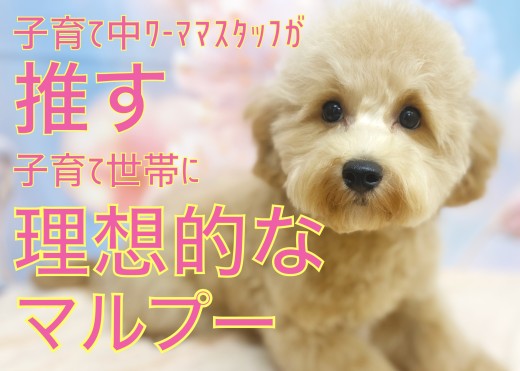 【 MIX 】ワーママスタッフが推す子育て世帯に理想的なマルプーちゃん！