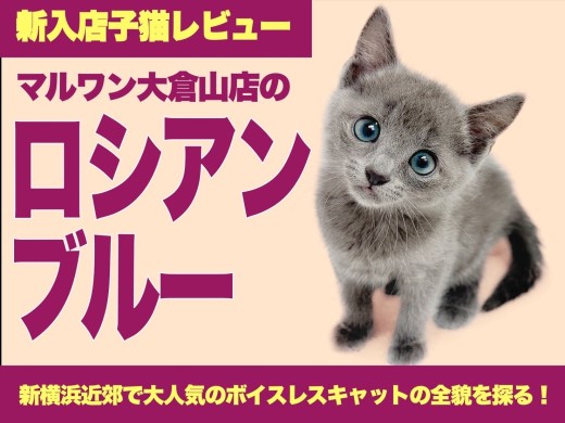 【 ロシアンブルー 】凛とした姿は神秘的！静けさに咲くロシアの青い貴族！