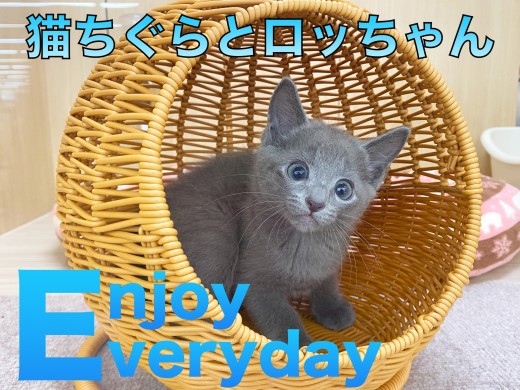 【 ロシアンブルー 】ロッちゃんの隠れ家！猫ちぐらをプレゼント！