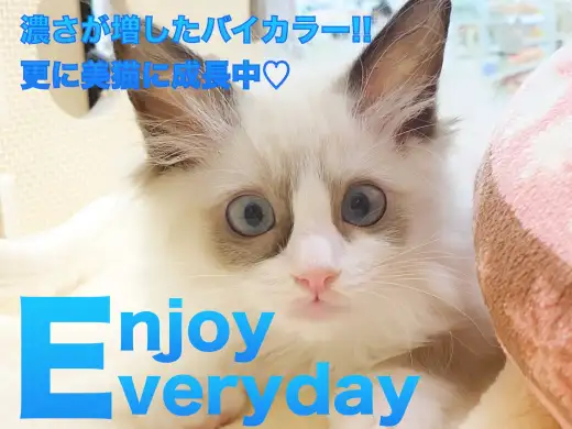 【 ラグドール 】濃さが増したバイカラーで更に美猫に成長中！！