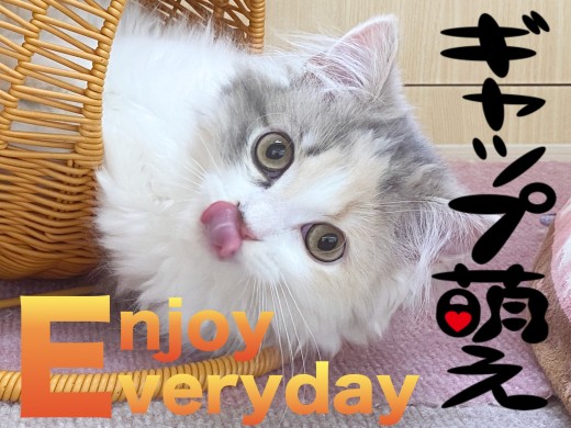 【 スコティッシュフォールド 】ギャップにキュンさせてくれるスコにゃん