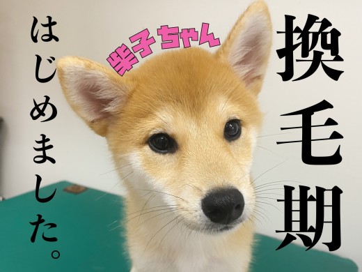 【 柴犬 】夏の風物詩！！ごっそり換毛期、はじめました。