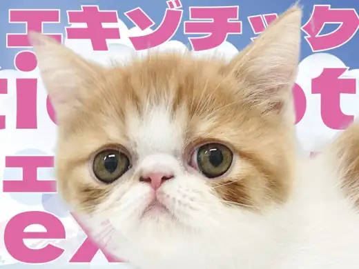 【 エキゾチック 】ぶちゃ顔の癖になる可愛さを横浜元町でご堪能あれ！