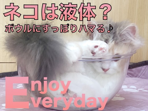 【 スコティッシュフォールド 】ネコは液体？すっぽりハマる姿に悶絶！！