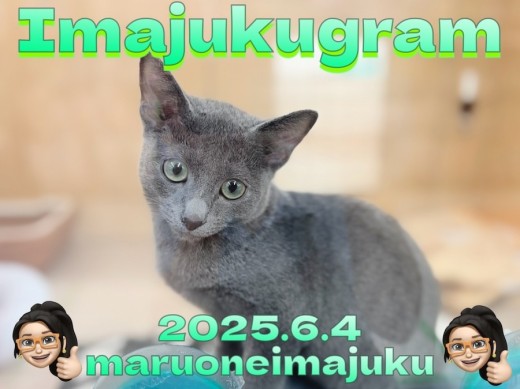 【 イマジュクグラム 】生後4ヶ月のロシアンブルーの男の子！最新動画を大公開！