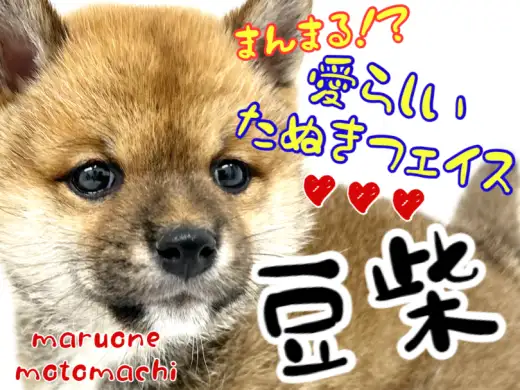 【 豆柴 】赤毛の豆柴ちゃんはたぬき顔！横浜元町店に堂々の登場♪