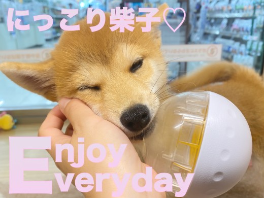 【 柴犬 】コロコロボールがお気に入り！表情豊かな柴子ちゃん！