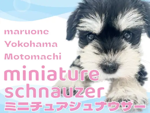 【 ミニチュアシュナウザー】ブラック＆シルバーのアイドルに横浜元町が騒めく！