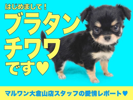 【 チワワ 】王道＆レベチ！国宝級の可愛さを持つチワワちゃん！