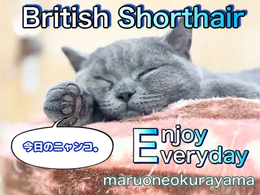 【 ブリティッシュショートヘア 】大倉山のチェシャネコ！脱力タイムズ公開！
