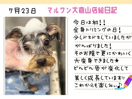 【 ヨーキー 】初の全身カット！！美しいシルバーカラーが輝いてる！