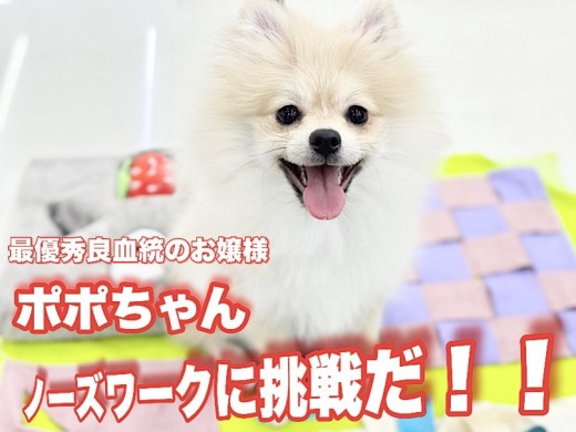 【 ポメラニアン 】最優秀良血統のお嬢様がノーズワークに初挑戦！結果はいかに？！