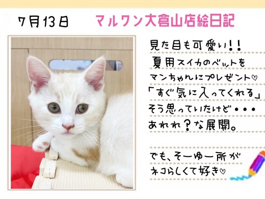 【 マンチカン 】見た目も可愛いスイカのサマーベットをプレゼント！