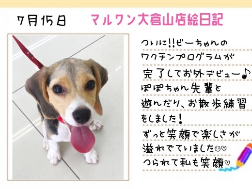 【 ビーグル 】ついにお外デビュー！楽しさ溢れる笑顔につられて笑顔！！