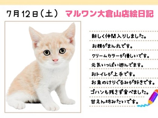 【 ブリティッシュショートヘア 】はじめまして！丸顔が可愛いニャンコさま降臨！