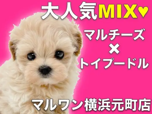 【 MIX 】小さな体に最強の可愛さを凝縮！見た瞬間に恋をするアプリコット姫！