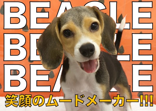 【 ビーグル 】アクティビティを一緒に楽しめる笑顔のムードメーカー！