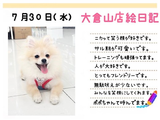 【 ポメラニアン 】笑顔が素敵！ポテンシャル高きチャオリア血統のお嬢様！