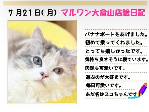 【 スコティッシュフォールド 】バナナに初乗り！キャリコカラーは黄色がお似合い！