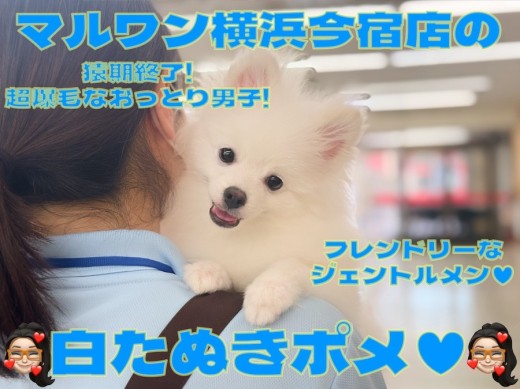 【 ポメラニアン 】ポメスマイルは最高の癒し!爆毛小さめの温厚男子!